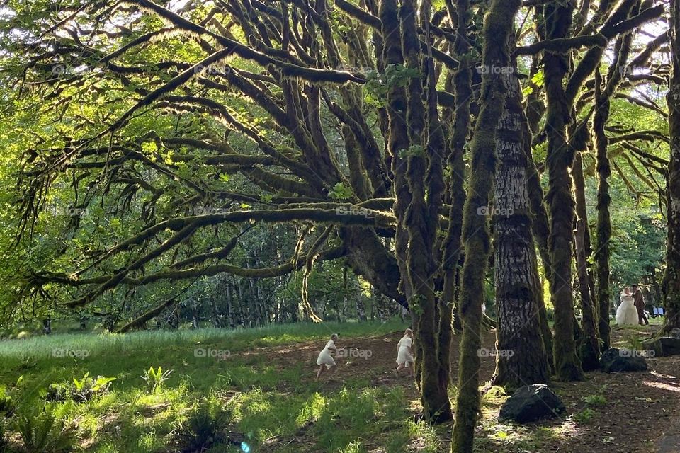 Fairies playing in the forest