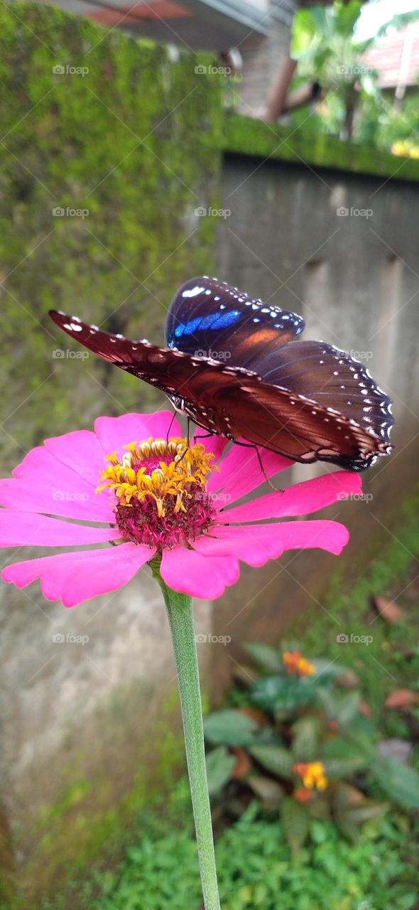 Beautiful butterfly with beautiful color perched on flower