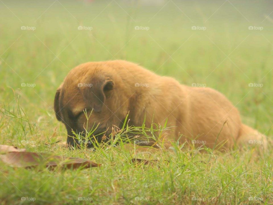 A cute little puppy feeling sleepy after doing so much fun.😴