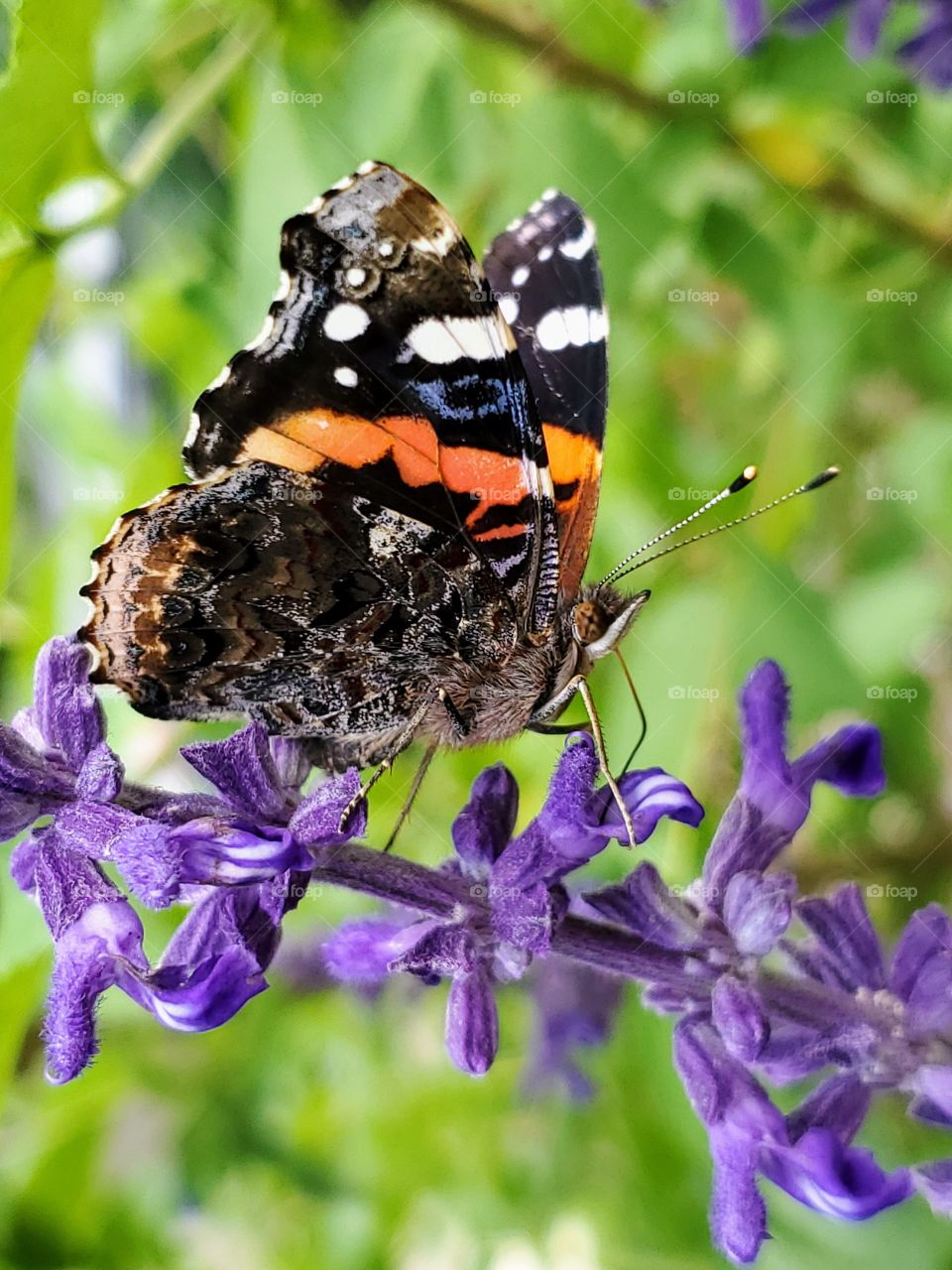 Vanessa atalanta or the red admiral