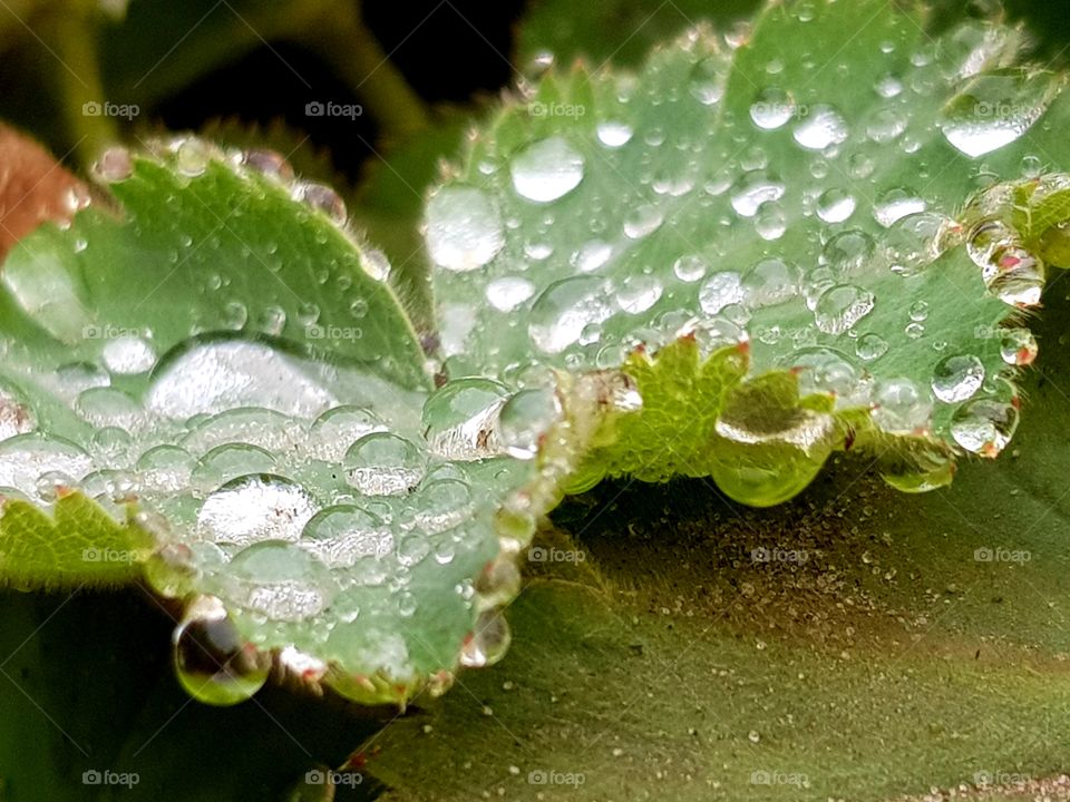 Raindrops on leaf