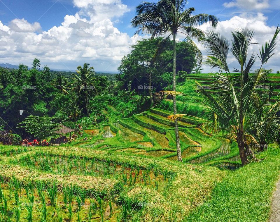 Rice fields