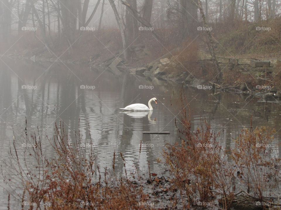 Single swan on Wooland Lake in the mist