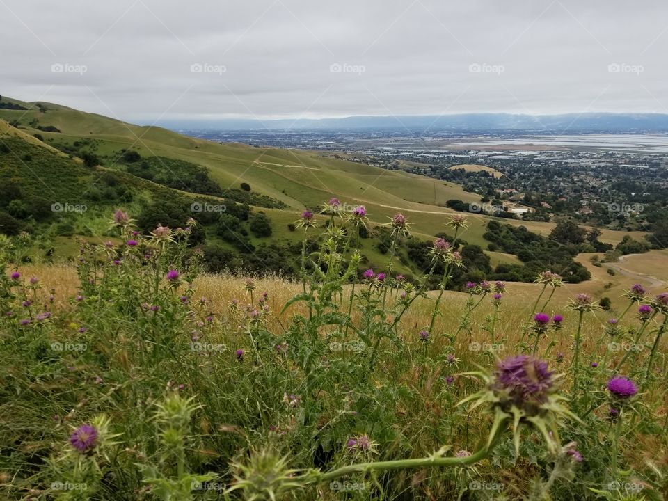 Wandering in the open green