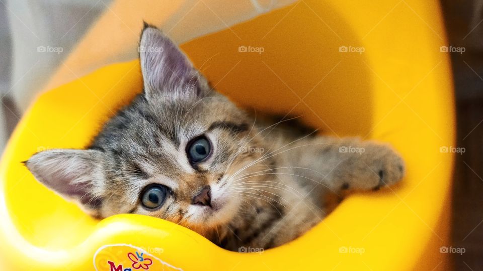 cute cat