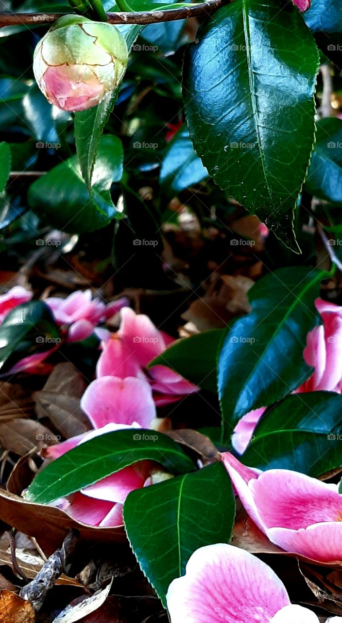 flower petals on a bed of leaves