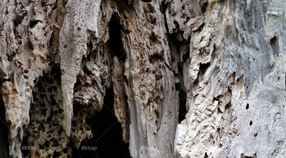 Full frame shot of weathered tree trunk in Berlin, Germany.