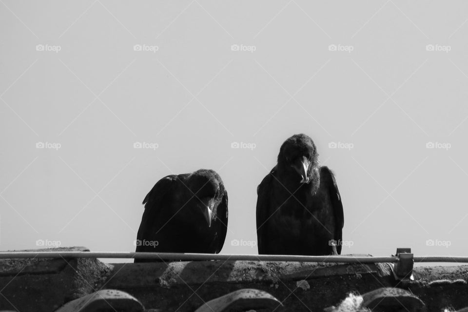 Two ravens sit side by side on a roof