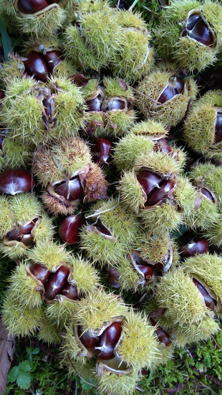 Chestnut