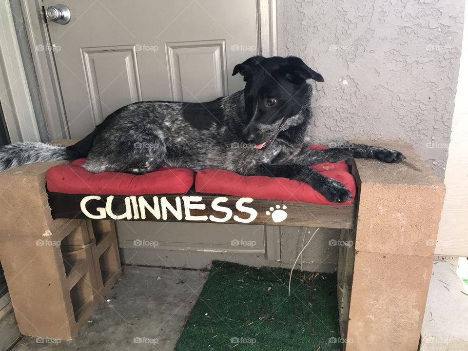 The pup on his homemade bench