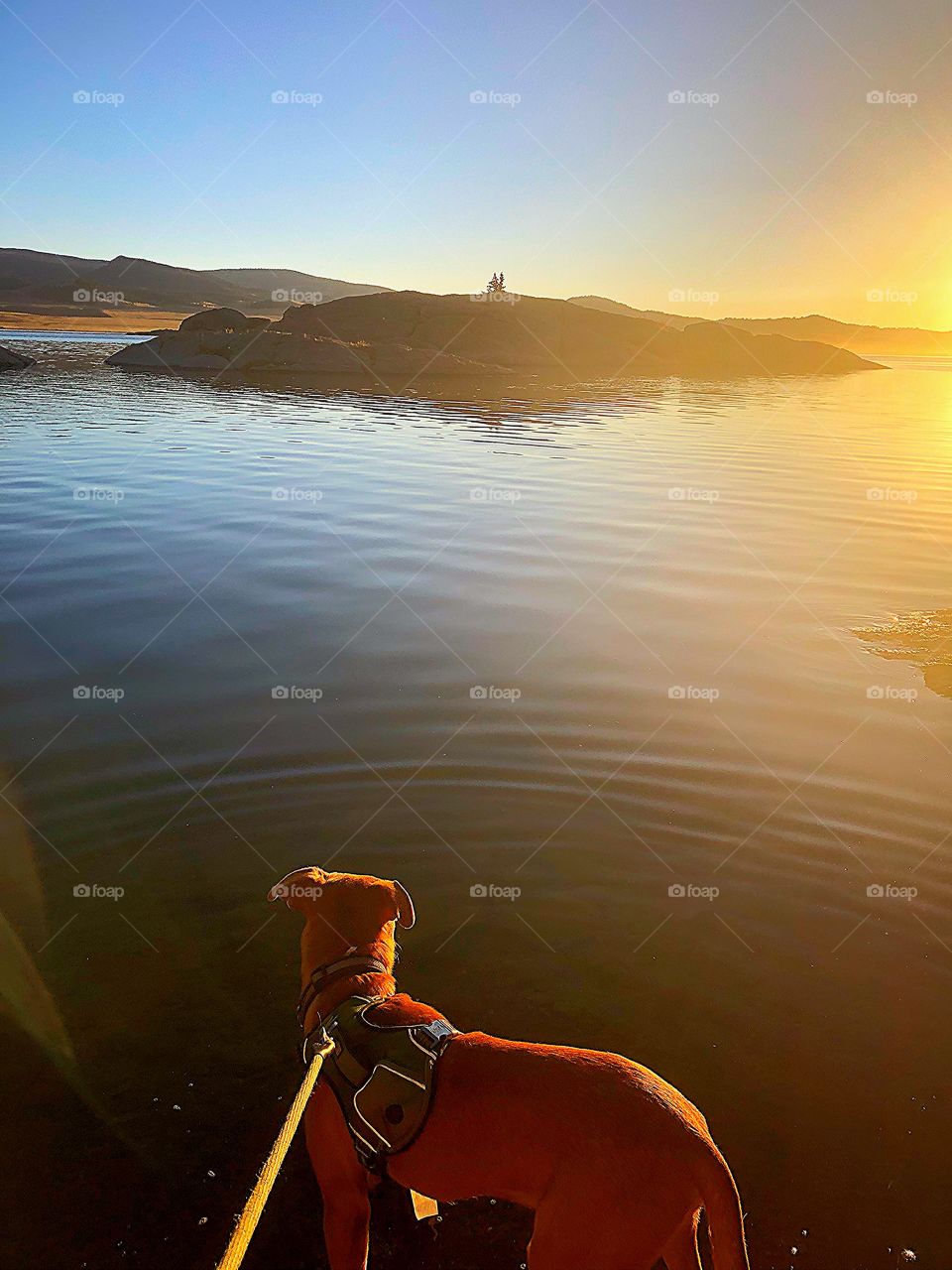 My dog looking out over a lake in Colorado during the sunset