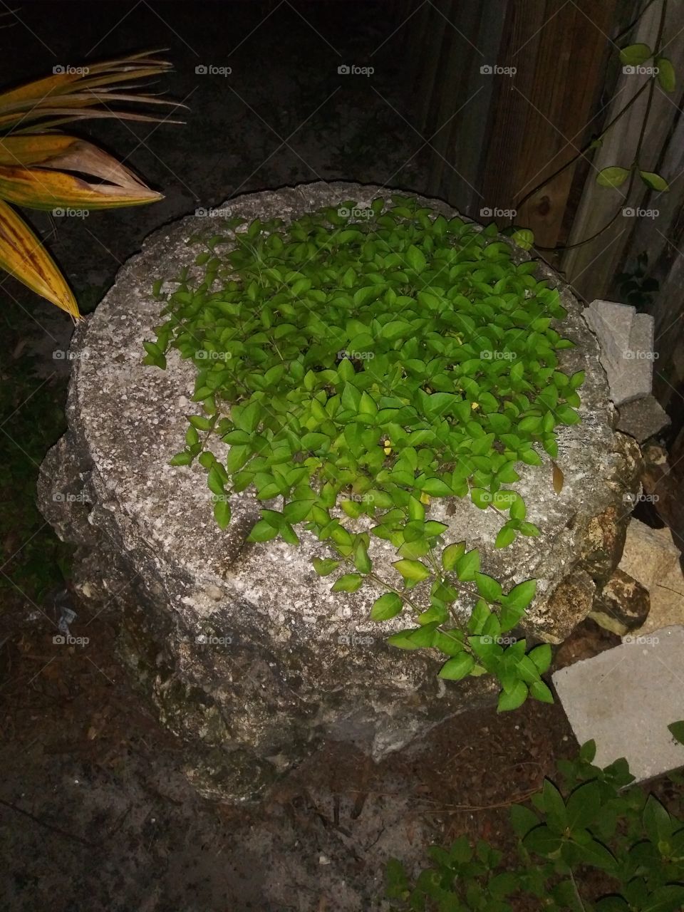 plant in stone