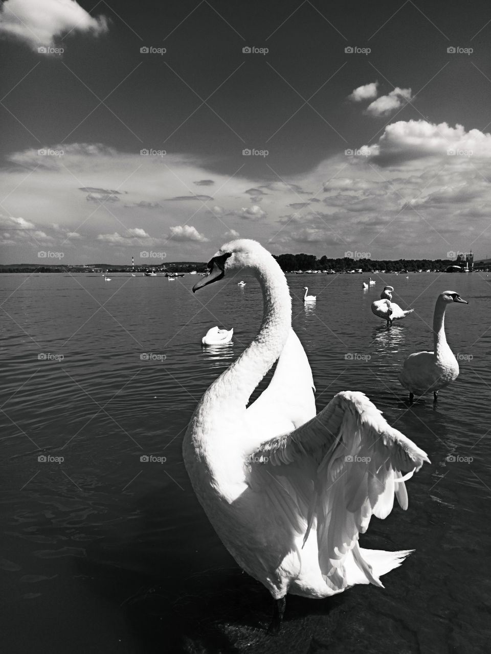 white swan with spread wings in black and white
