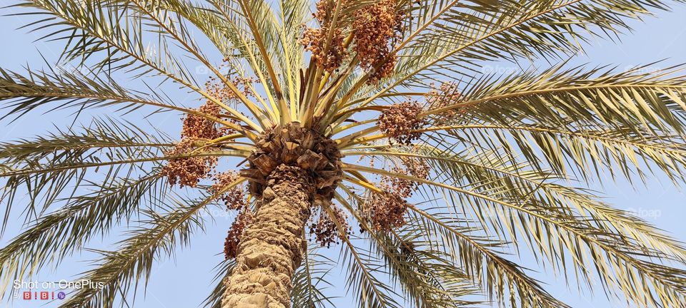 date palm