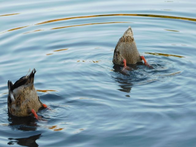 Ducks 