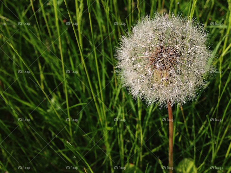 Dandelion head