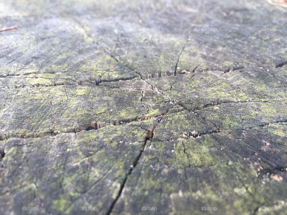 Tree stump rings pattern