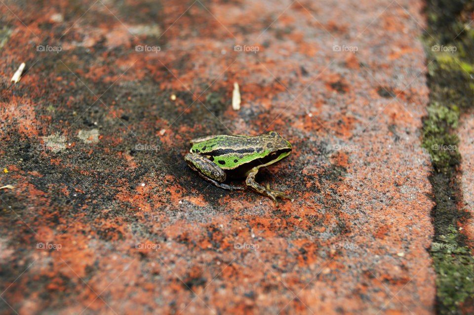 Green Frog. small green frog