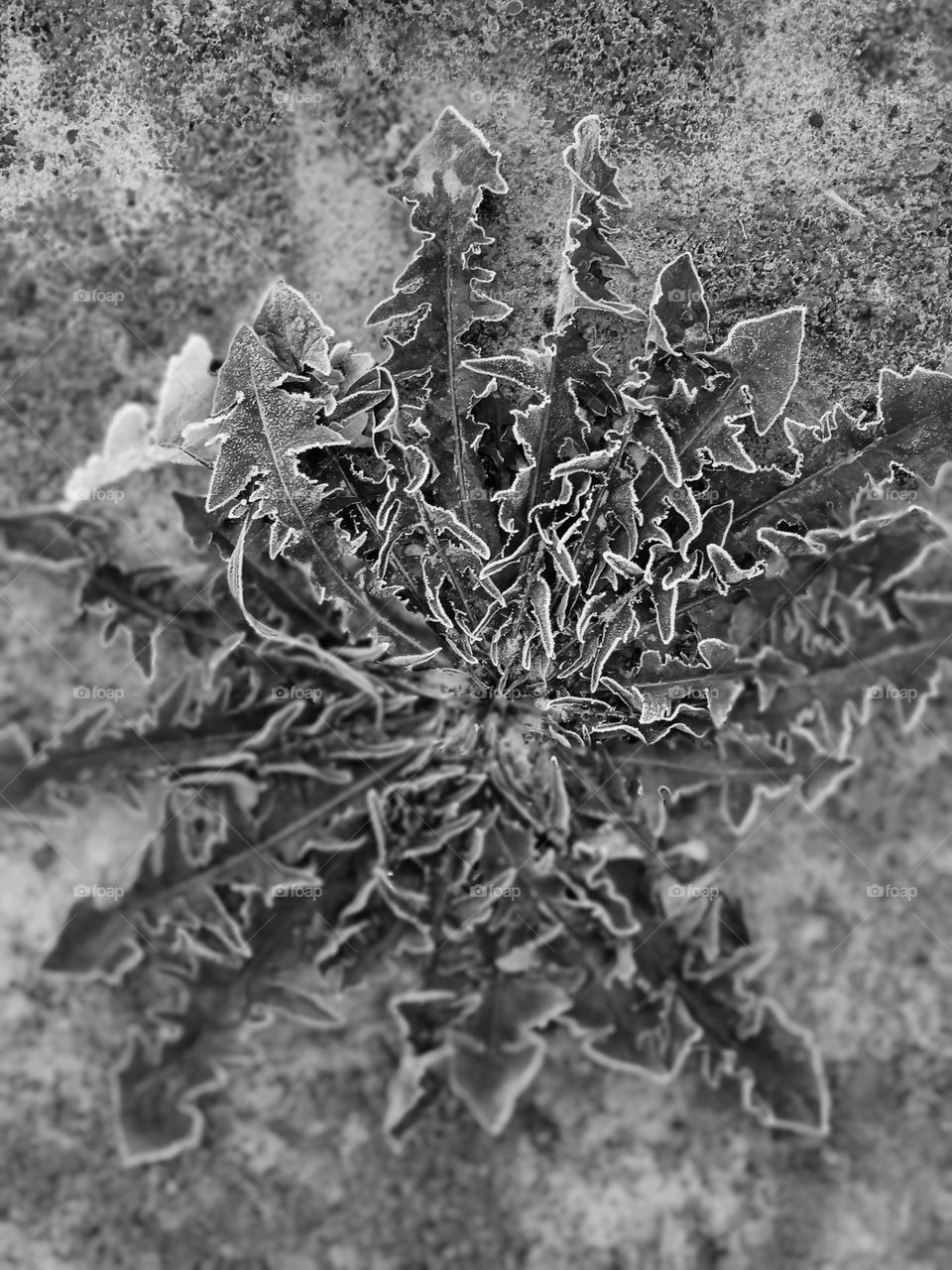 Frozen dandelion leafs in black and white