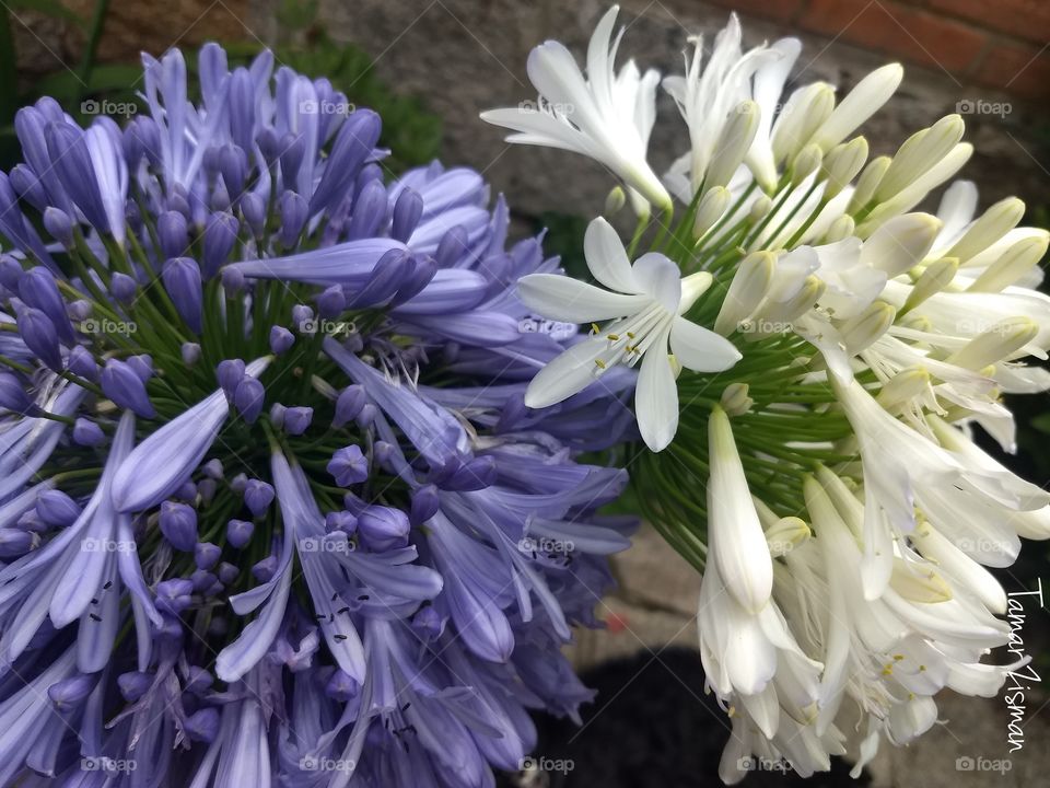 agapanthus 💜💚