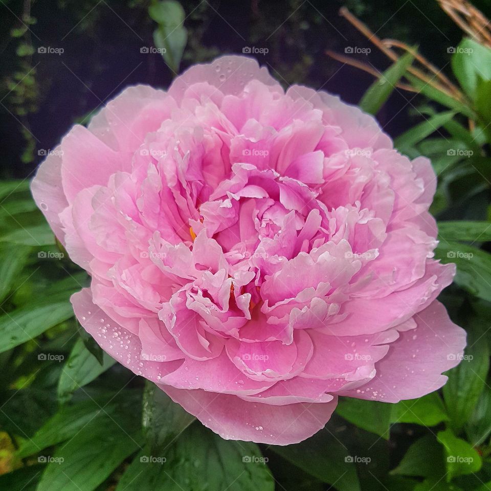 Hello Gorgeous 🌸🌸🌸🌸🌸🌸🌸

#garden #gardening #flower #pink