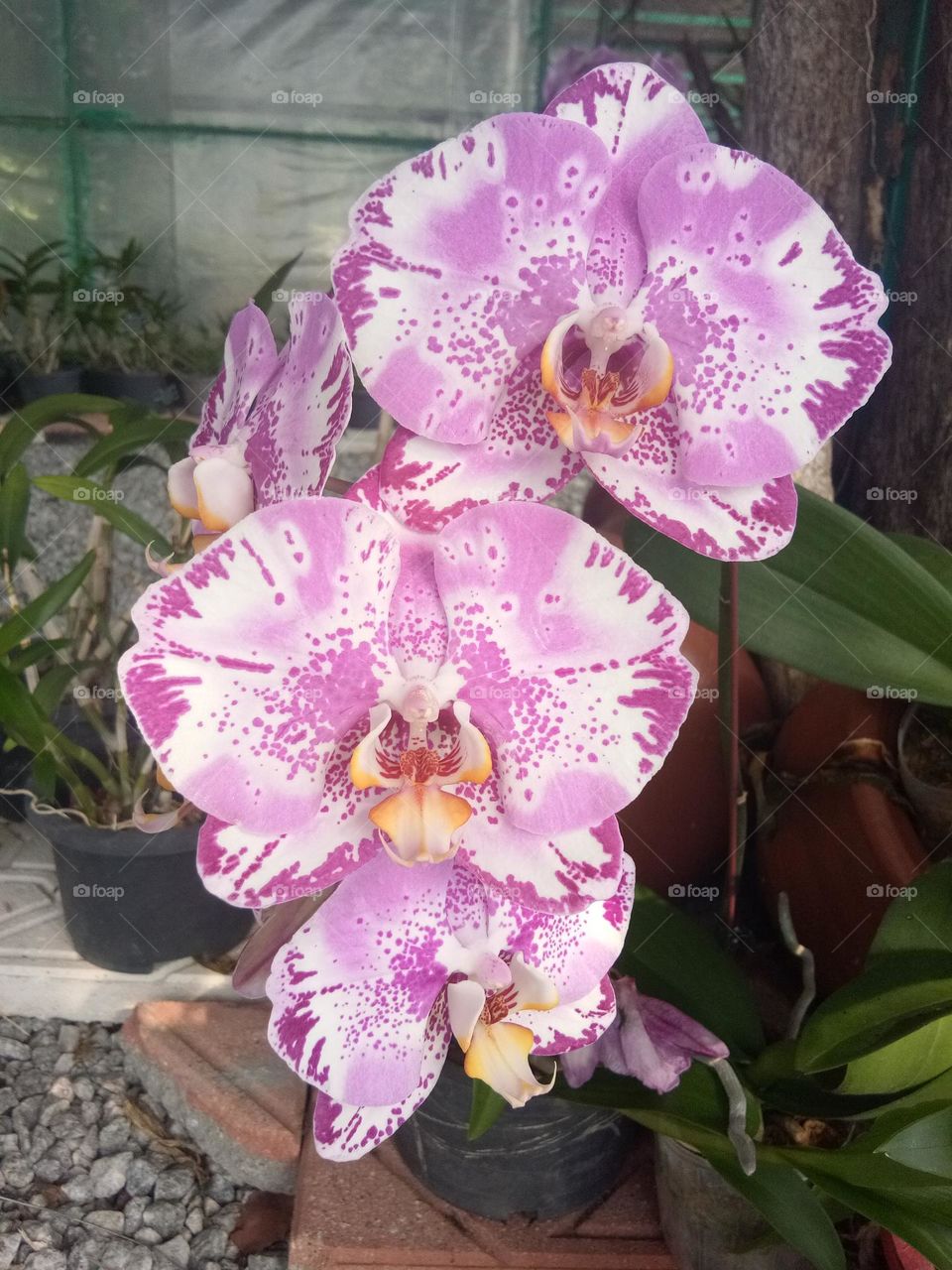 Planting orkid in the garden is beauty in Nature