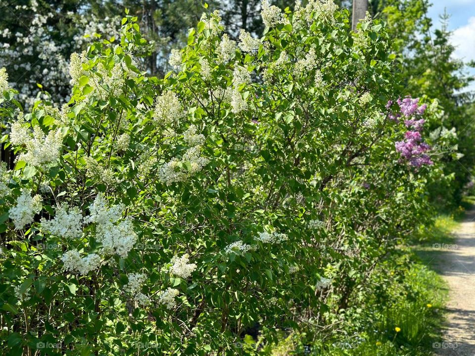 beauty of flowers