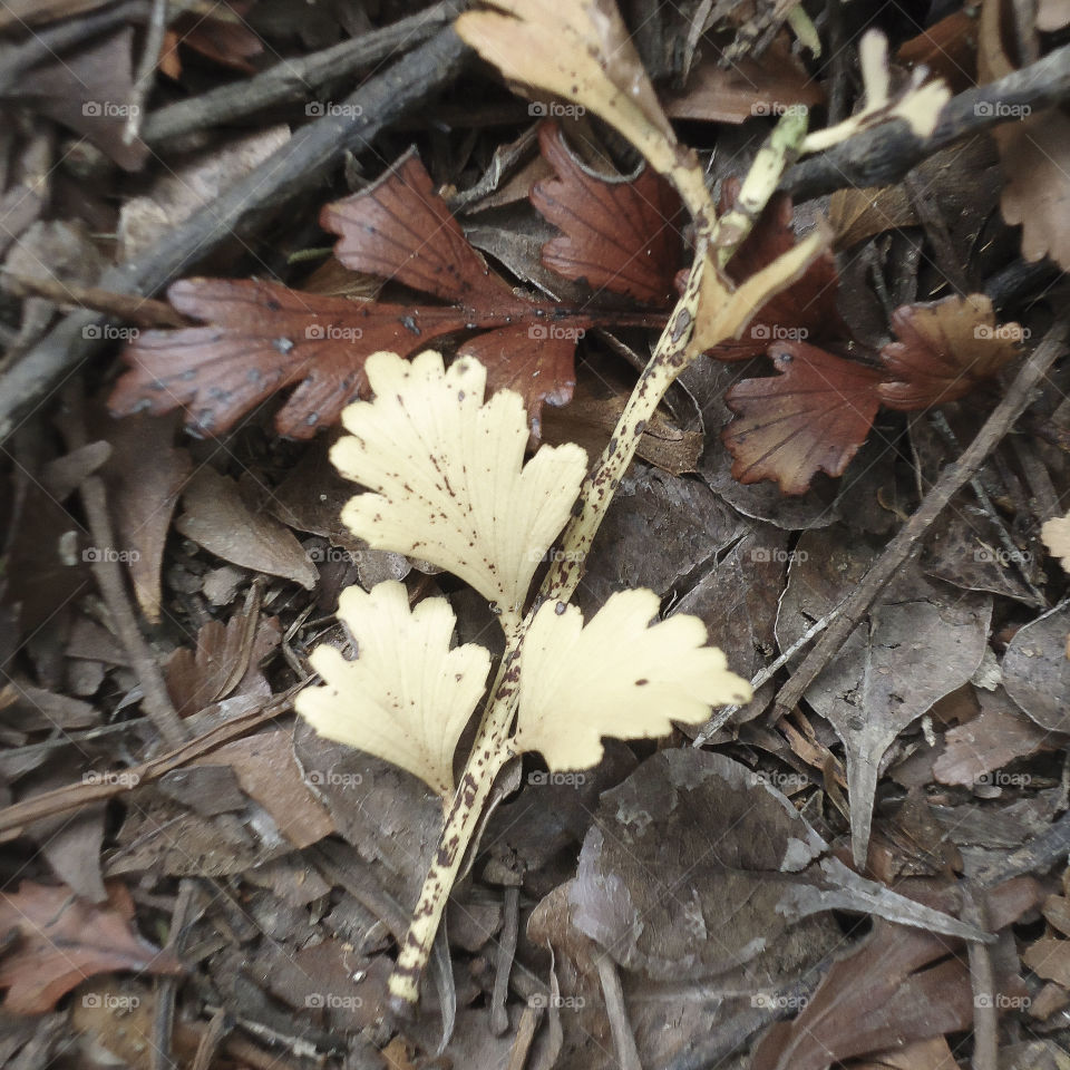 Flora in Fall