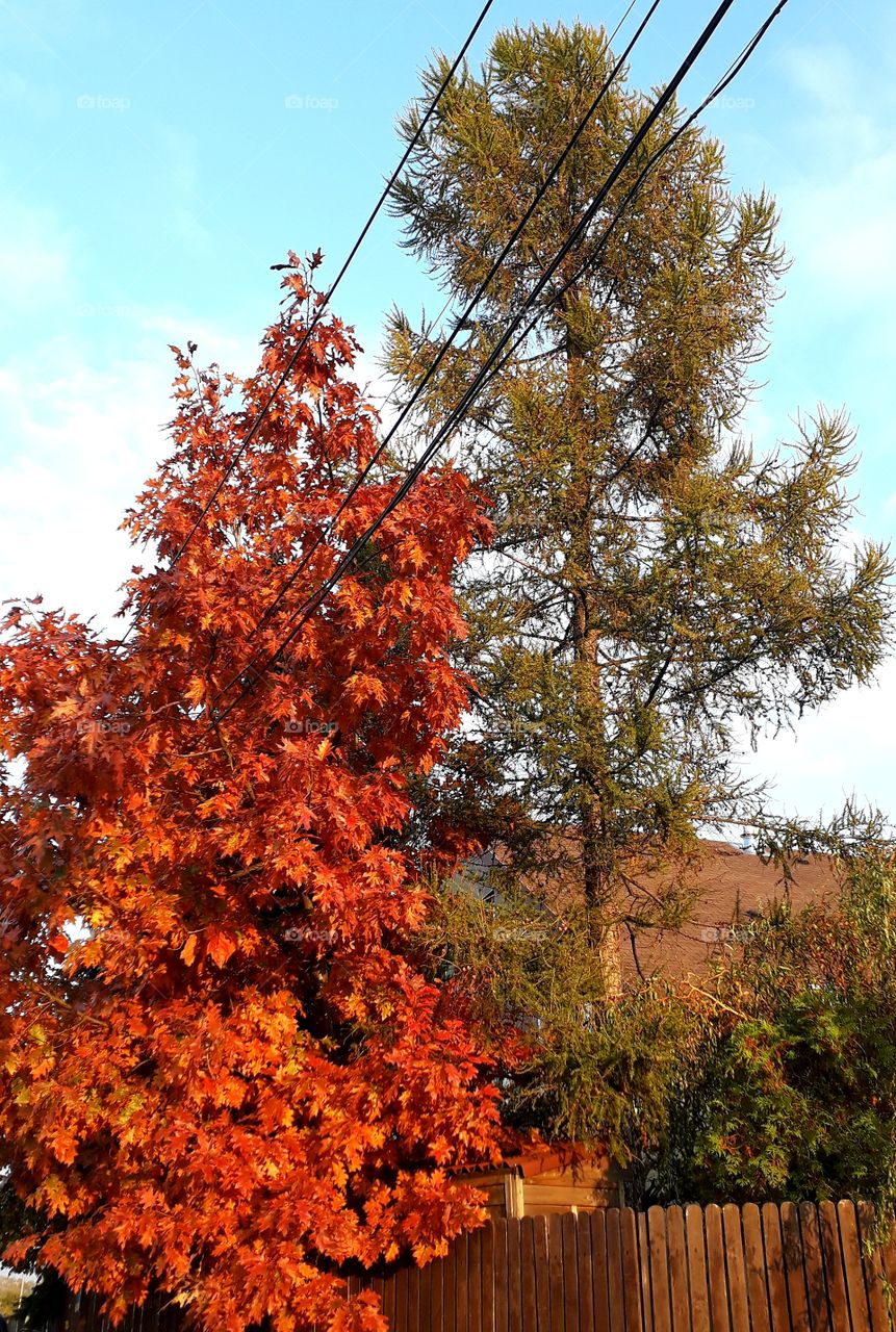 walk at golden hour  - aitumn coloured oak