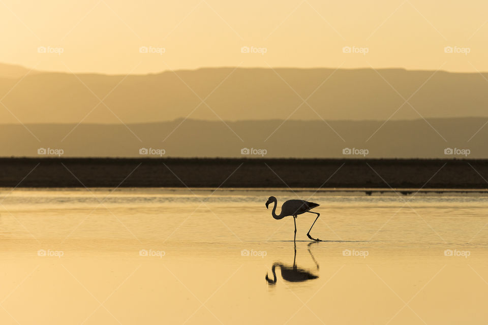 Flamingo Silhouette at Sunset