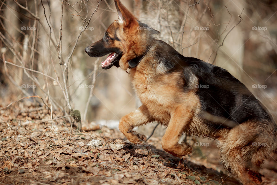 German shepherd 7-th months old puppy in a spring forest at sunny day