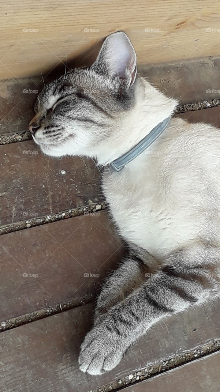 my cat sleeping on the cart