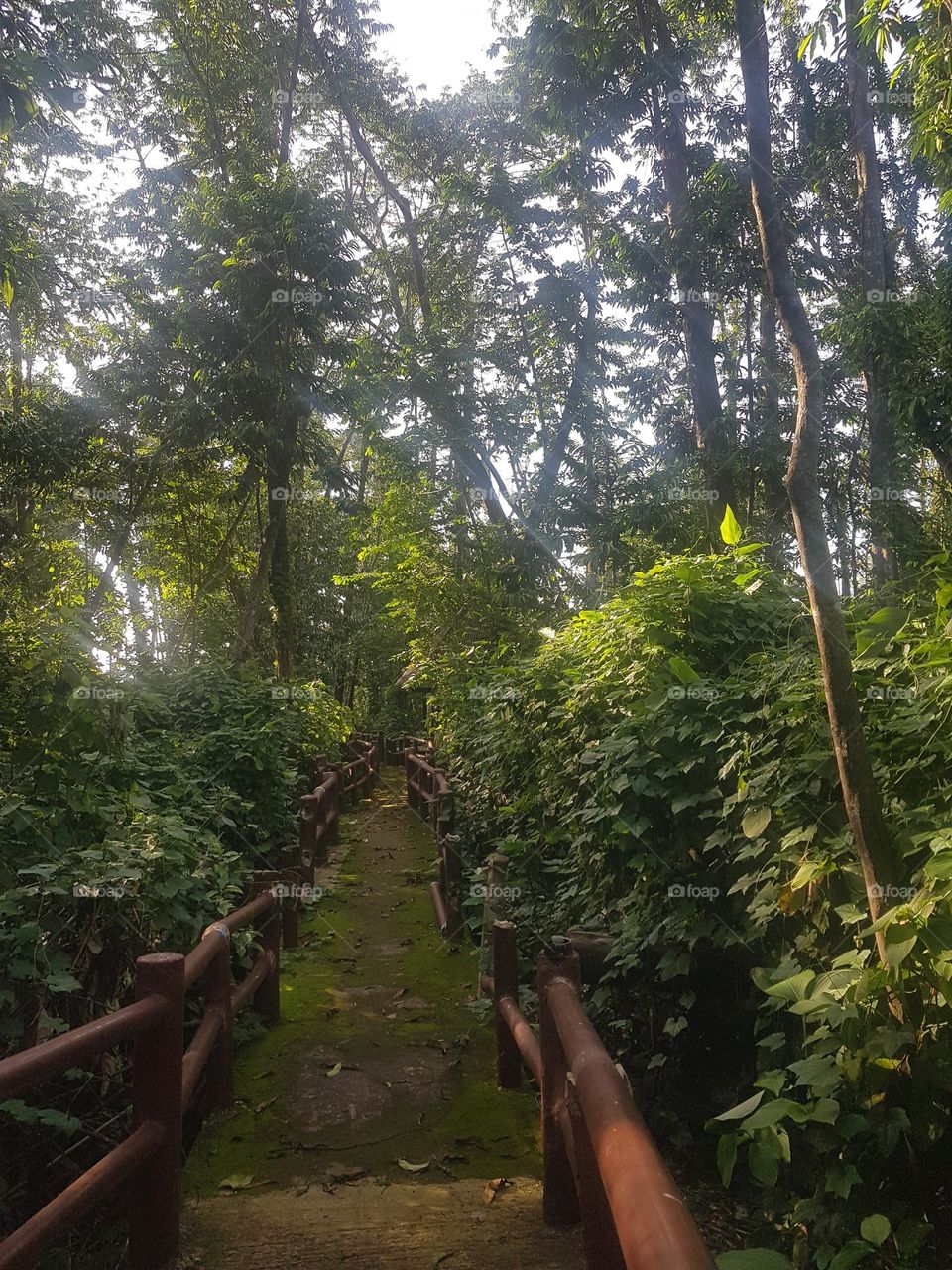 Take a walk and explore the forest