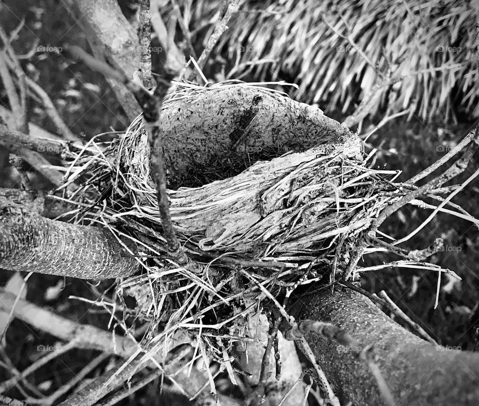 Black and white of a bird’s nest in a tree