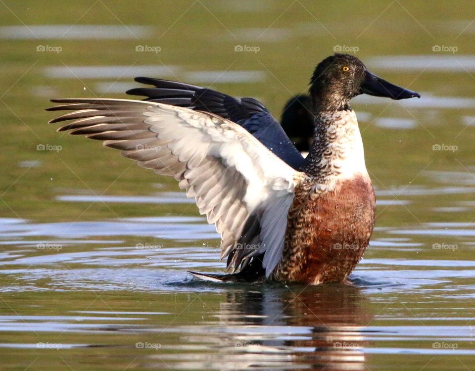 Shoveler Duck Flapping Wings