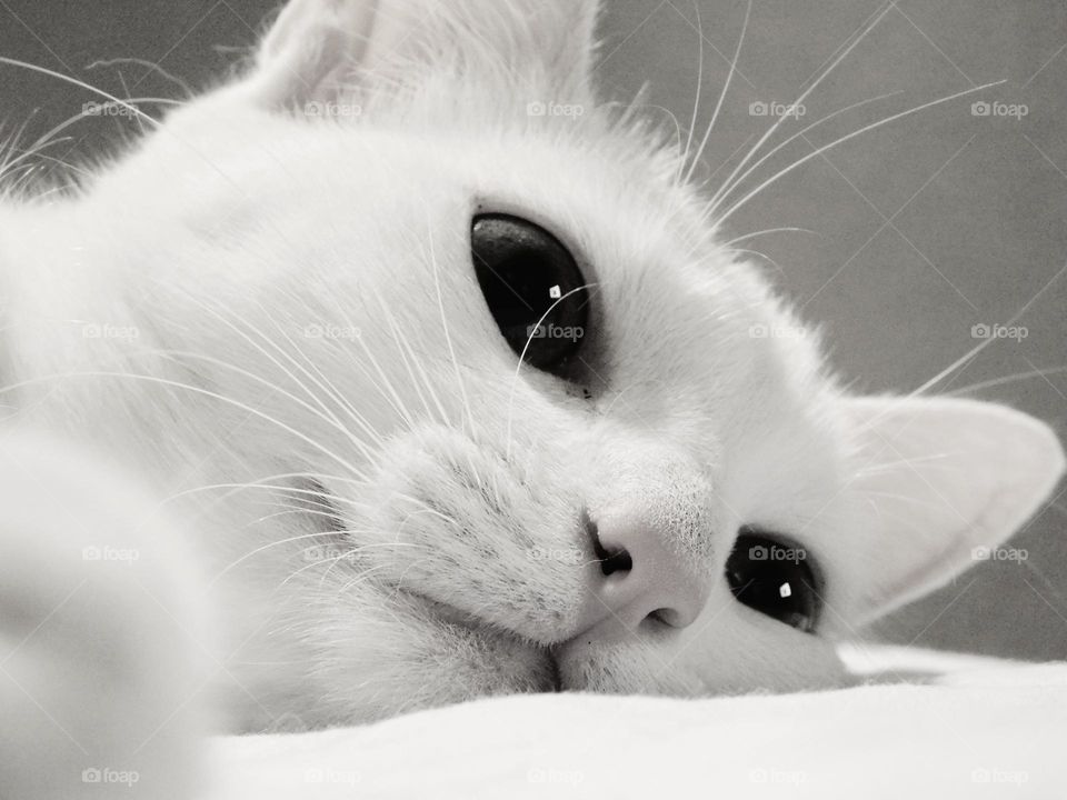 my little feline // Nikon Coolpix B500