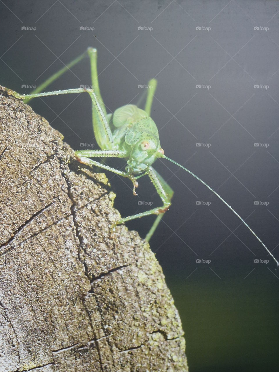 The look of a grasshopper 