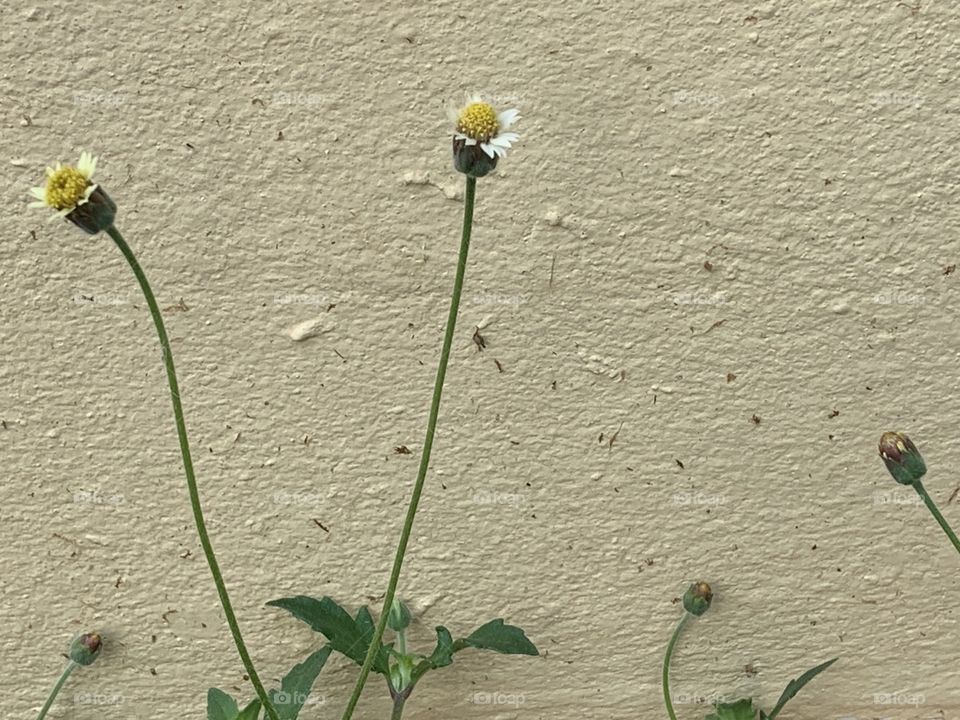 Plants around everywhere , Countryside ( Thailand)