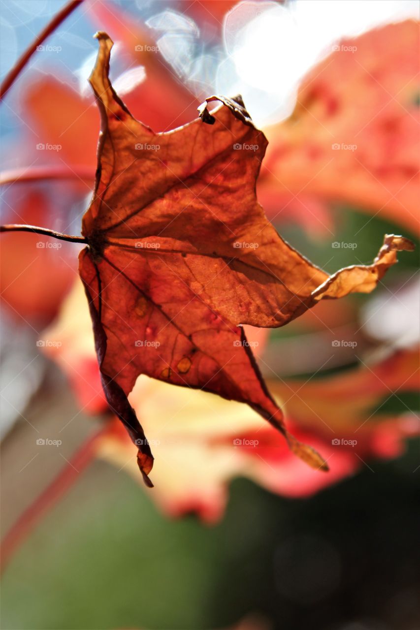 red drying leaf.