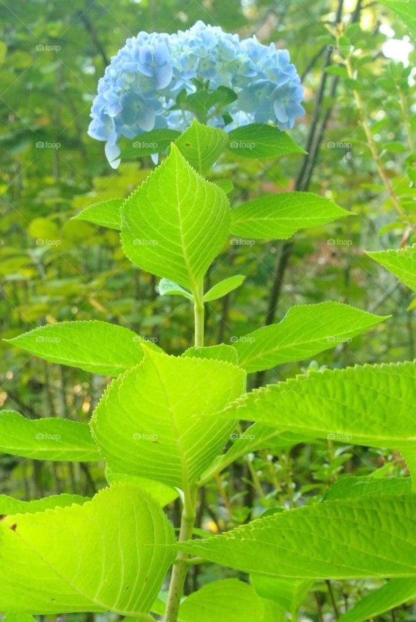 Blue Tall Flower