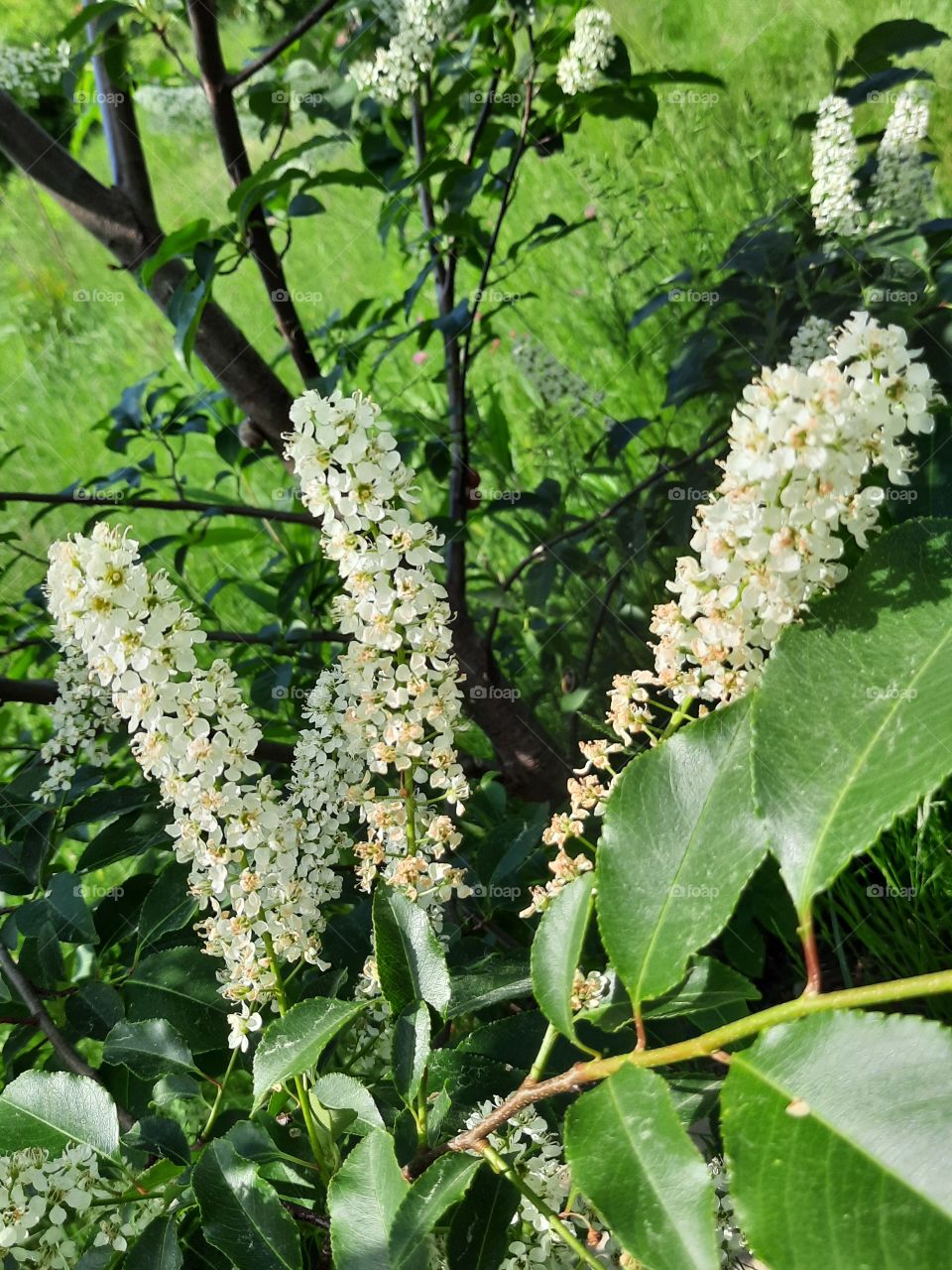 blooming  white bird cherry