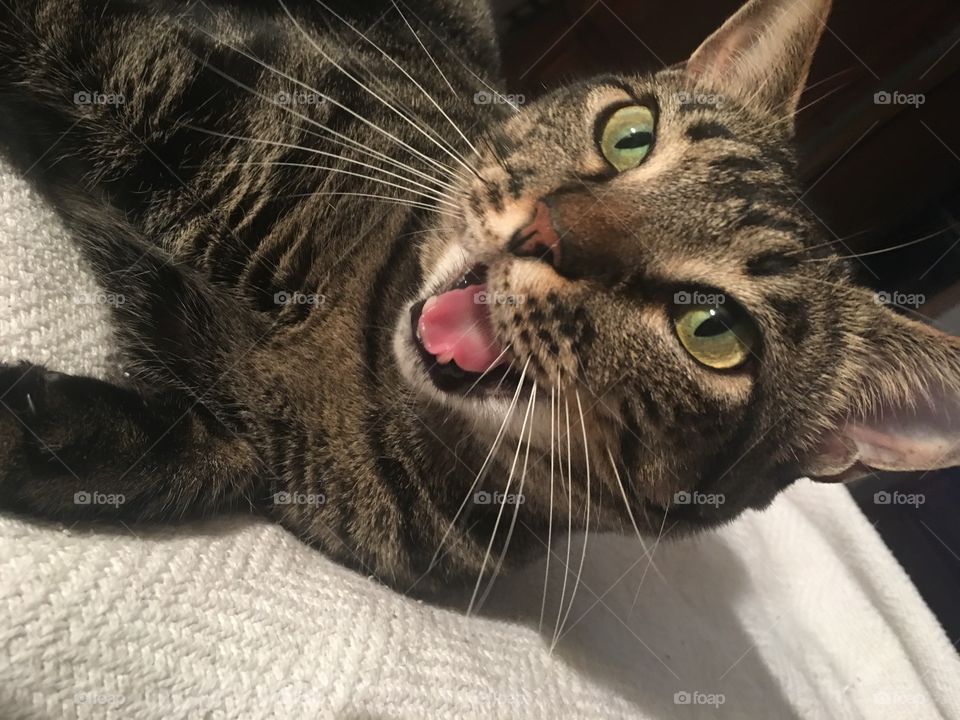 Tabby cat with open mouth