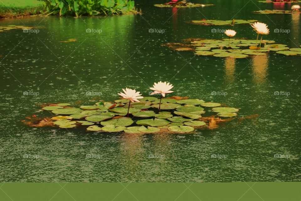 Lily pad in the rain