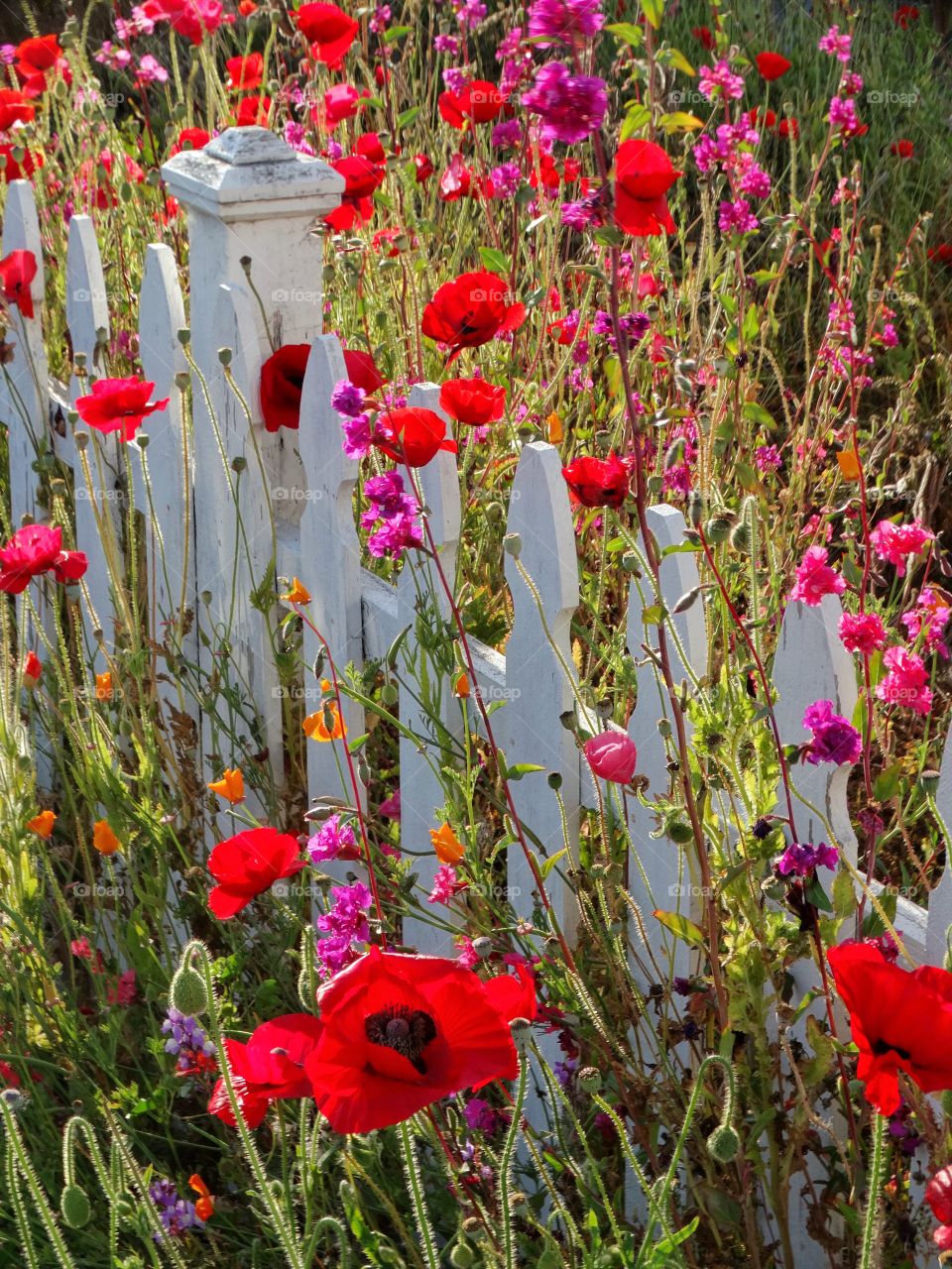 Spring Flowers With Picket Fence