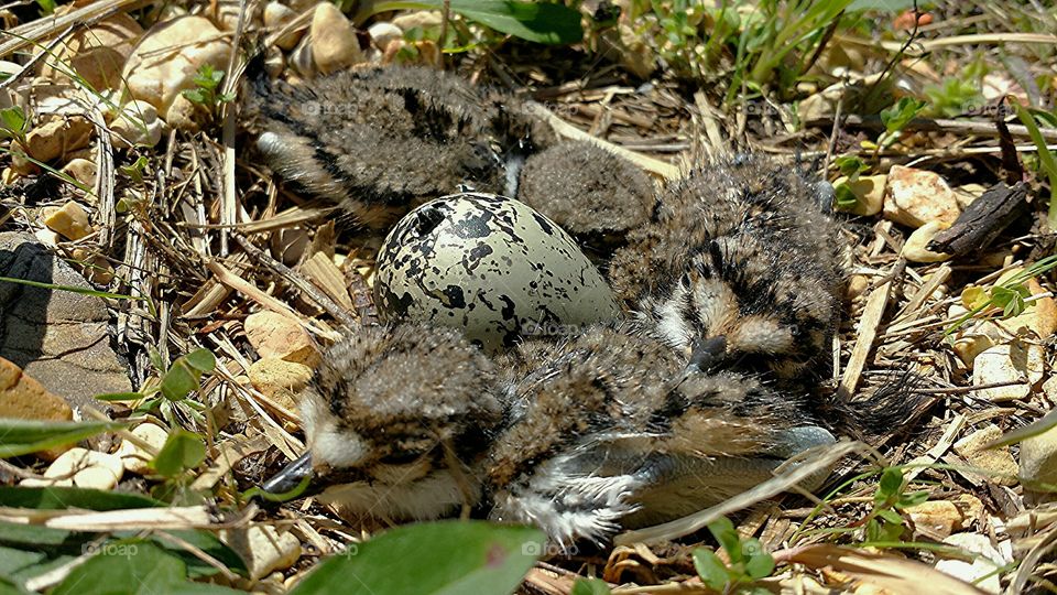 killdeer nest