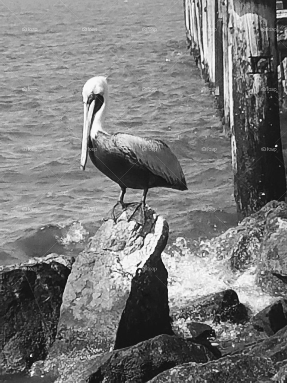 pelican by the seashore