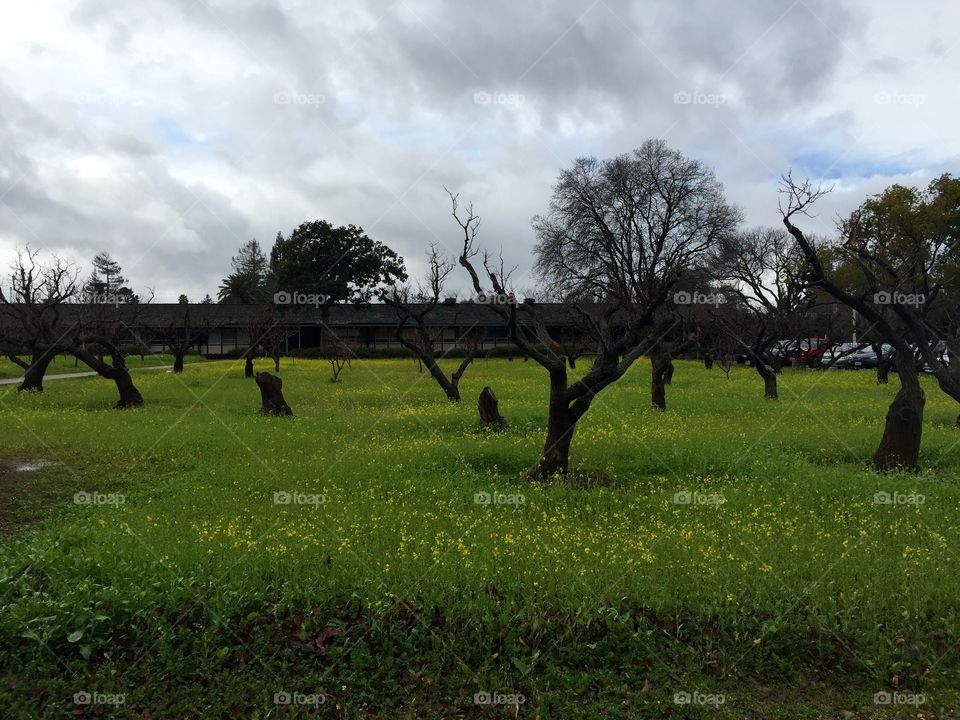 Agricultural landscape