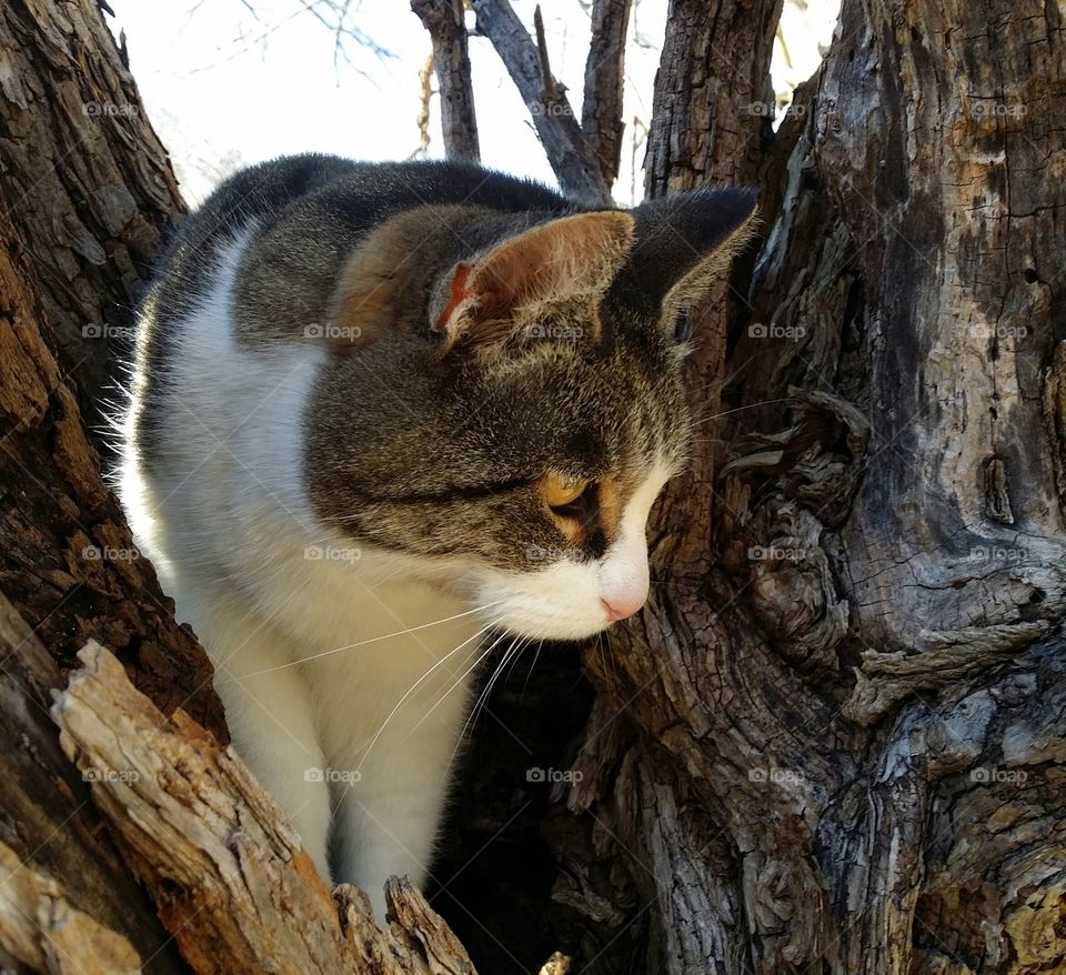 Gray Tabby Cat Up A Tree Profile