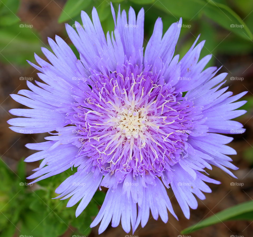 Purple Spring flower blooming in Florida