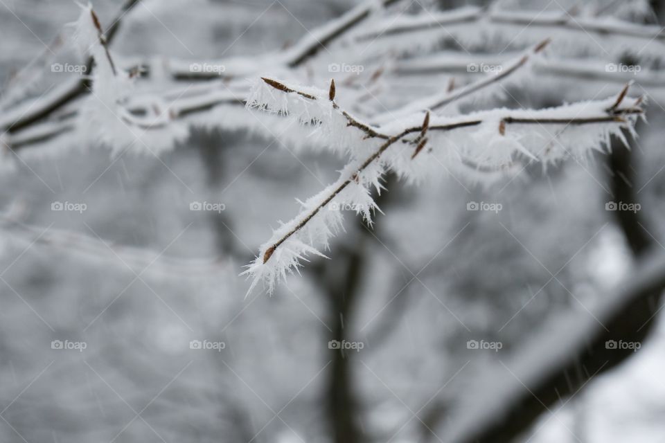 Ice needles on the tree during winter. Slovakia